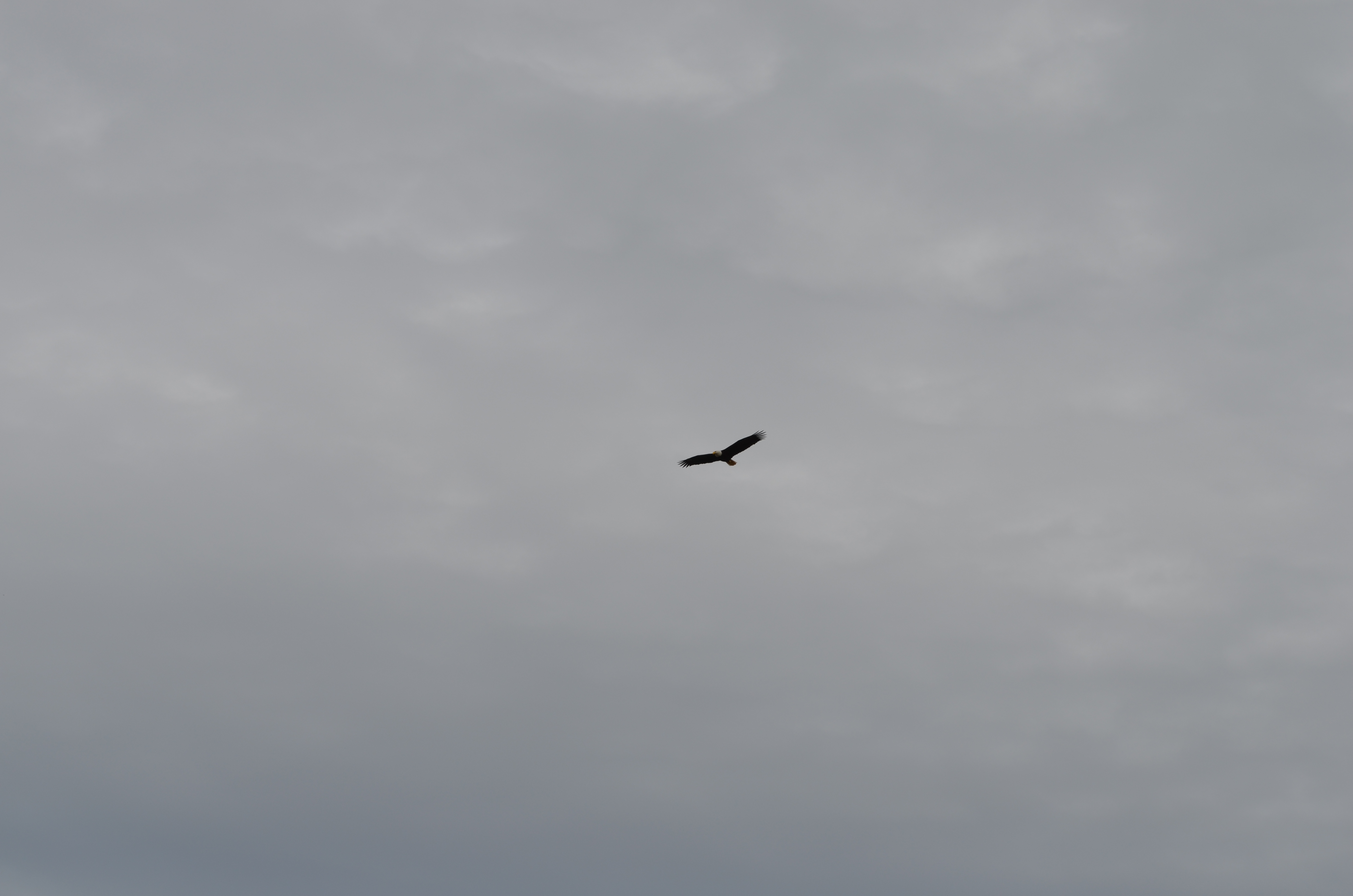 ./2017/08 - Alaska Cruise/10 - Icy Strait Point/DSC_0325.JPG